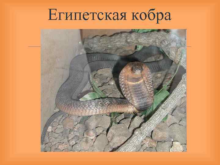 Египетская кобра 