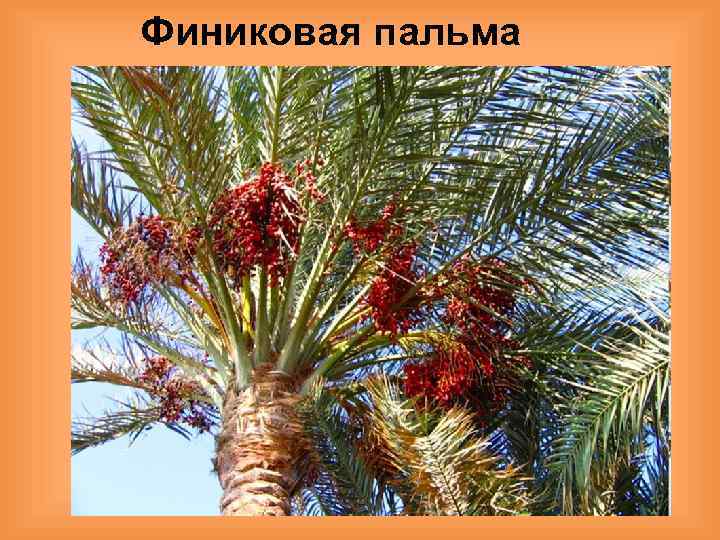 Финиковая пальма 