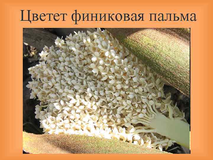 Цветет финиковая пальма 