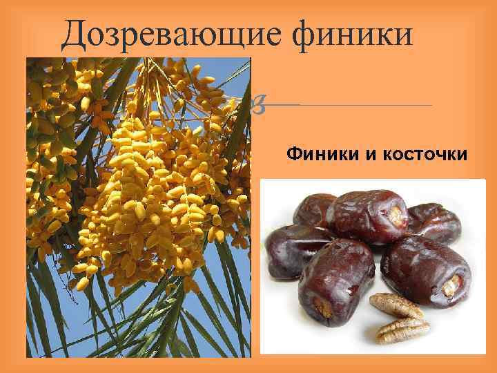 Дозревающие финики Финики и косточки 