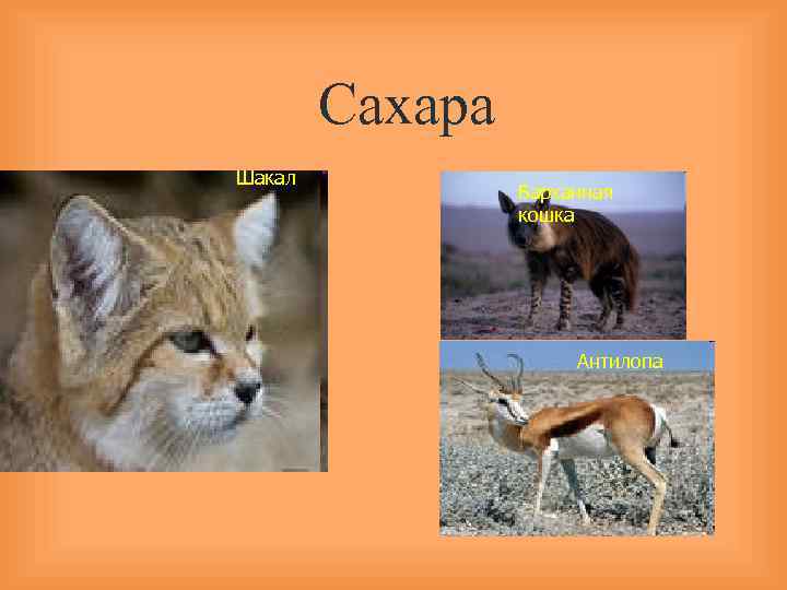 Сахара Шакал Барханная кошка Антилопа 