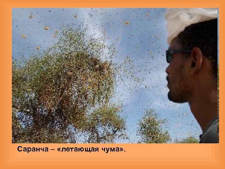  Саранча – «летающая чума» . 
