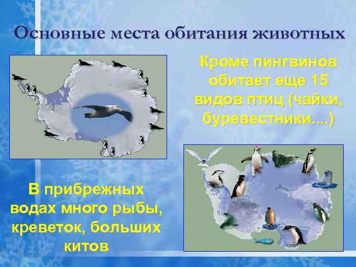 Основные места обитания животных Кроме пингвинов обитает еще 15 видов птиц (чайки, буревестники. .