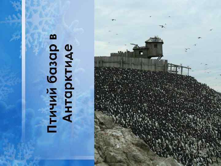Птичий базар в Антарктиде 