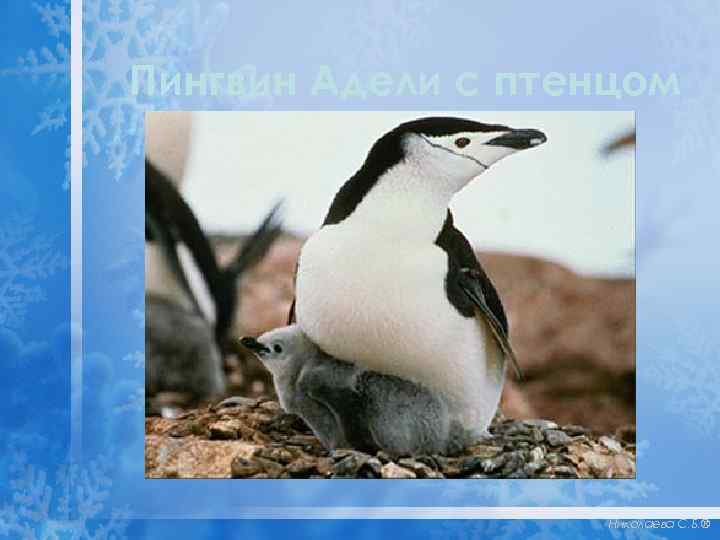 Пингвин Адели с птенцом Николаева С. Б. ® 