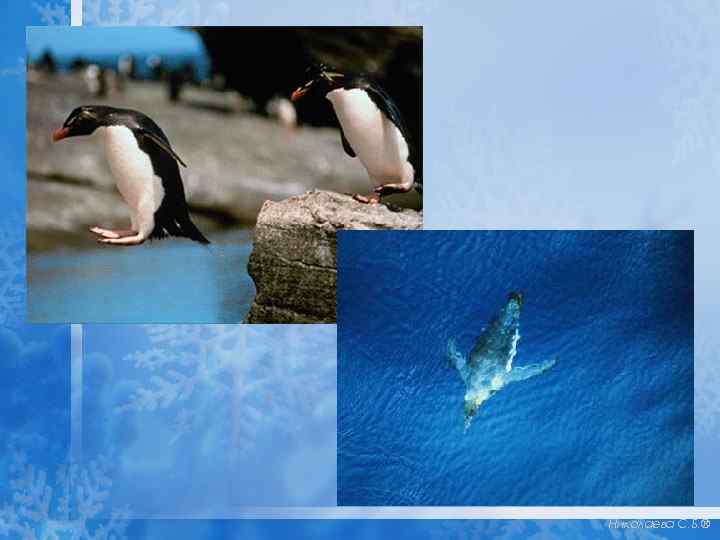 Николаева С. Б. ® 