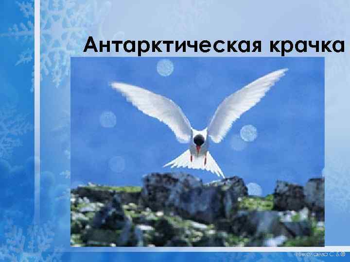 Антарктическая крачка Николаева С. Б. ® 