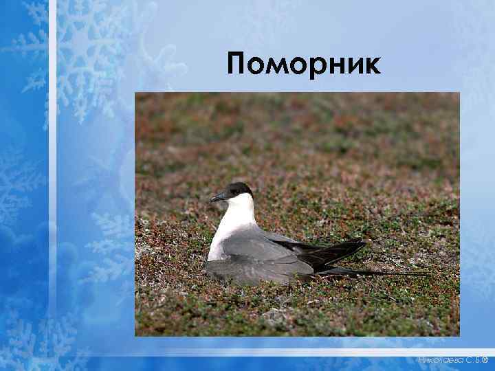 Поморник Николаева С. Б. ® 