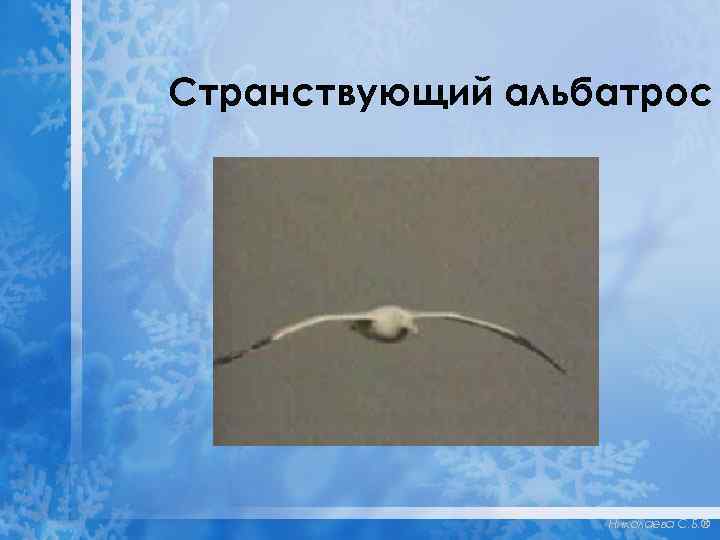 Странствующий альбатрос Николаева С. Б. ® 
