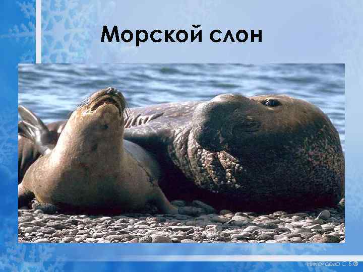 Морской слон Николаева С. Б. ® 