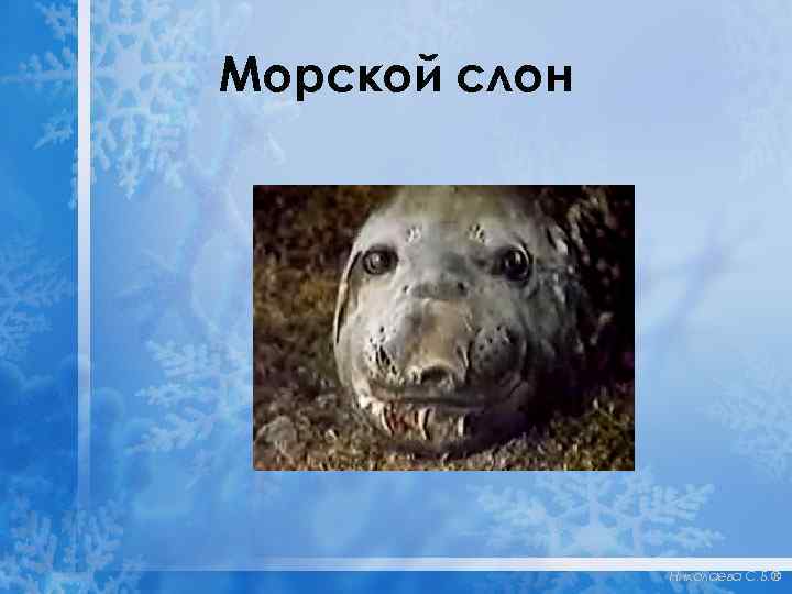 Морской слон Николаева С. Б. ® 