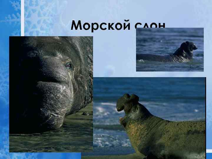 Морской слон 