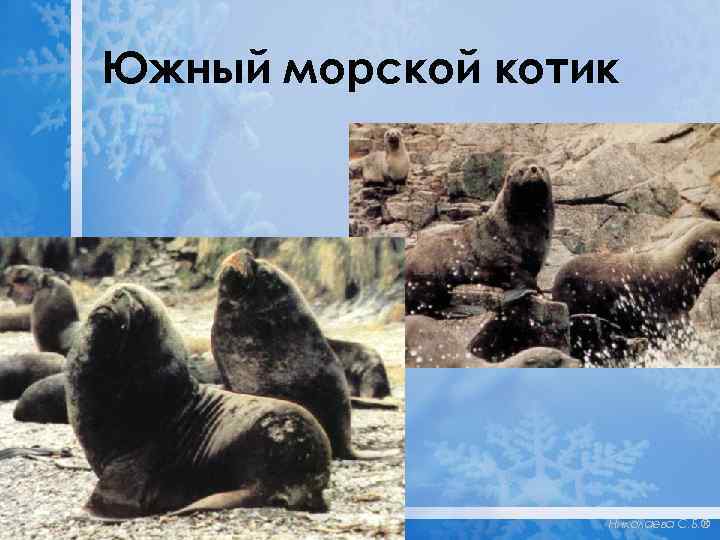 Южный морской котик Николаева С. Б. ® 