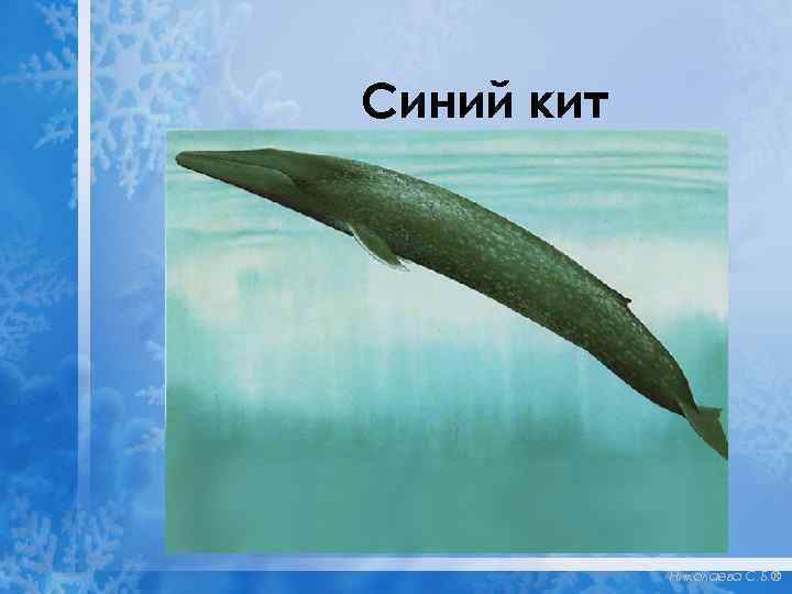 Синий кит Николаева С. Б. ® 