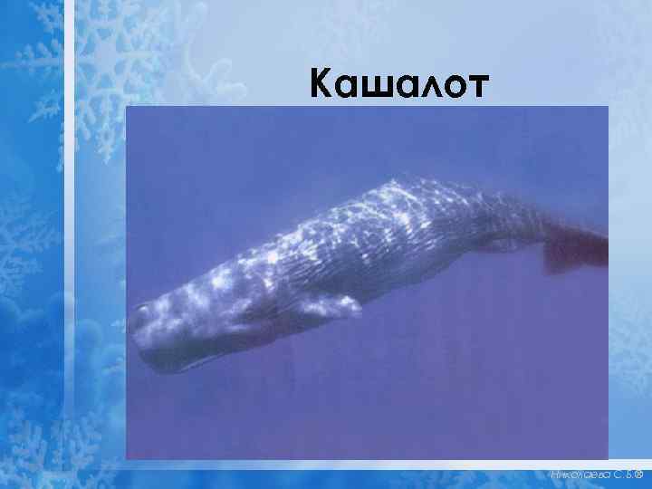 Кашалот Николаева С. Б. ® 