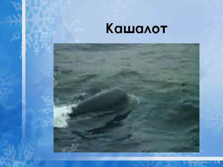 Кашалот Николаева С. Б. ® 