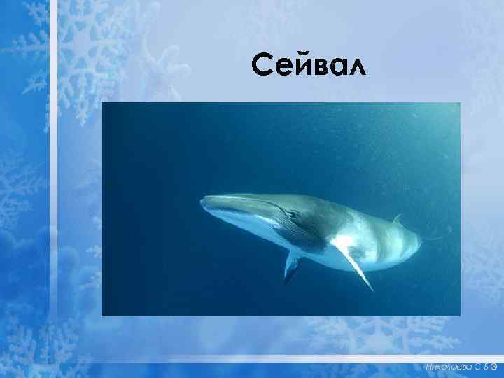 Сейвал Николаева С. Б. ® 