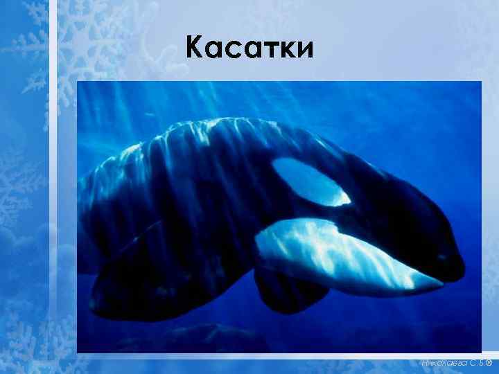 Касатки Николаева С. Б. ® 