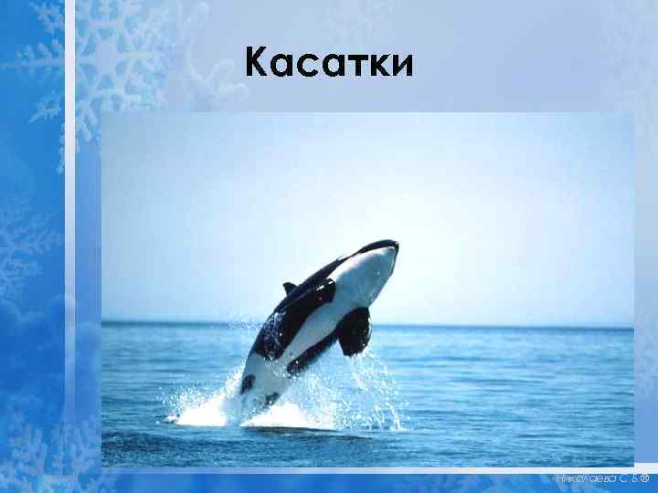 Касатки Николаева С. Б. ® 