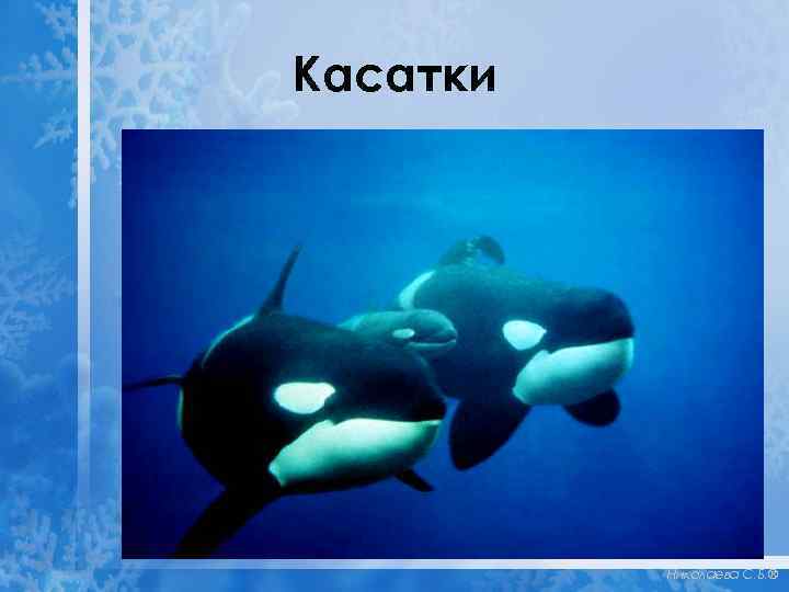 Касатки Николаева С. Б. ® 