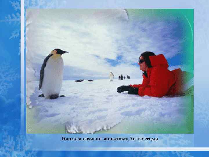 Биологи изучают животных Антарктиды 