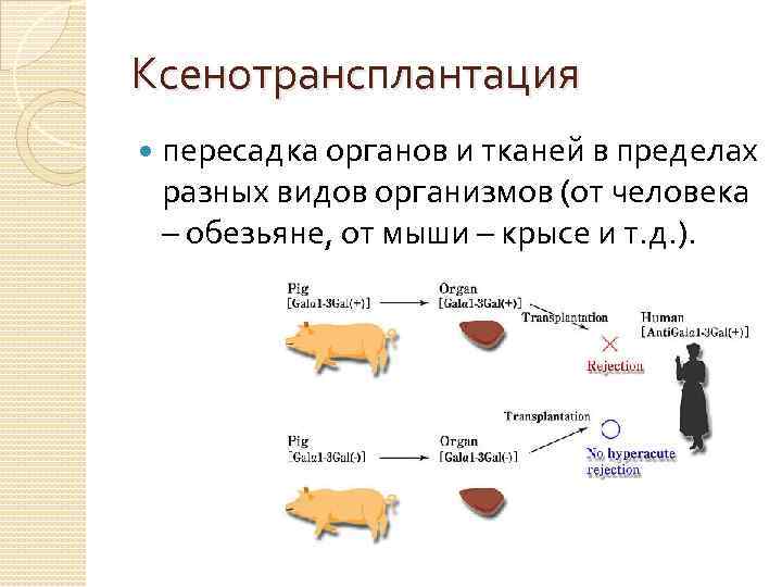 Ксенотрансплантация пересадка органов и тканей в пределах разных видов организмов (от человека – обезьяне,