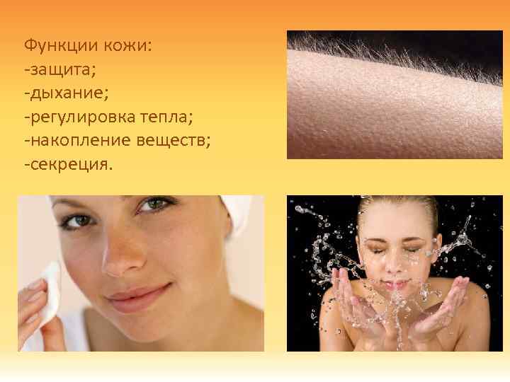 Функции кожи: -защита; -дыхание; -регулировка тепла; -накопление веществ; -секреция. 