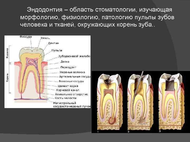 Регенеративная эндодонтия презентация