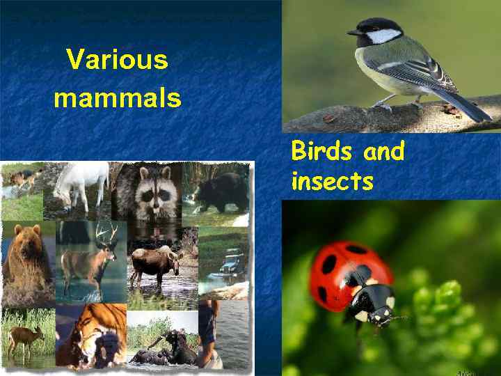 Various mammals Birds and insects 