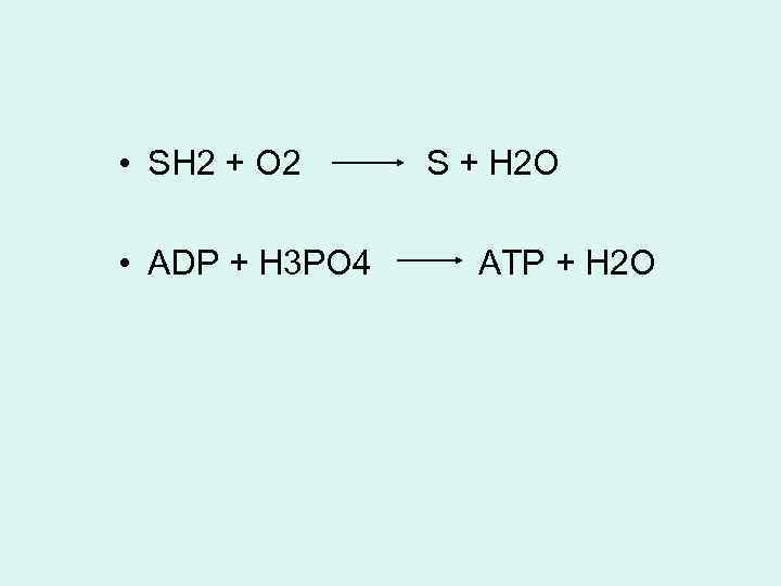  • SH 2 + O 2 • ADP + H 3 PO 4