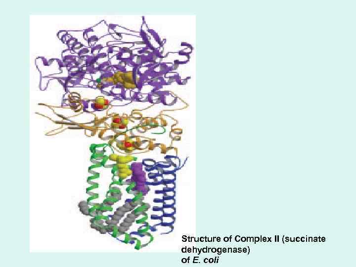 Structure of Complex II (succinate dehydrogenase) of E. coli 