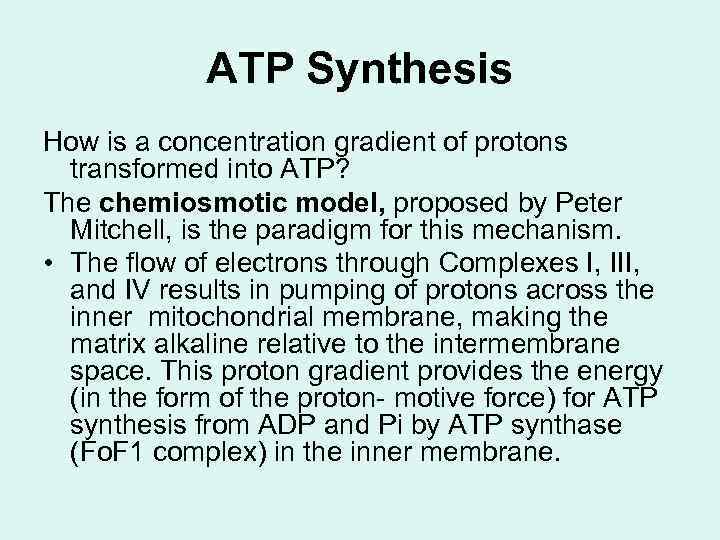 ATP Synthesis How is a concentration gradient of protons transformed into ATP? The chemiosmotic