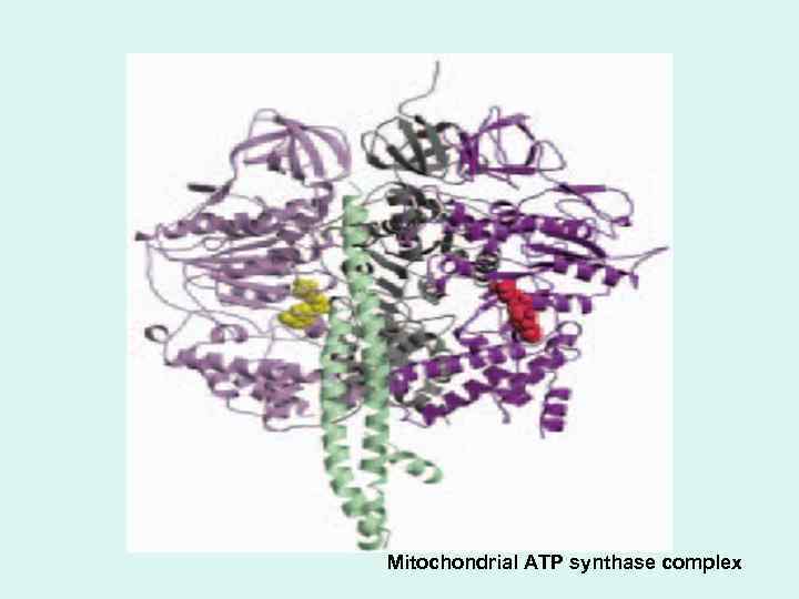 Mitochondrial ATP synthase complex 