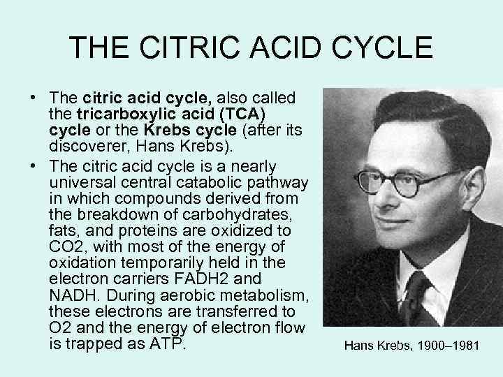 THE CITRIC ACID CYCLE • The citric acid cycle, also called the tricarboxylic acid