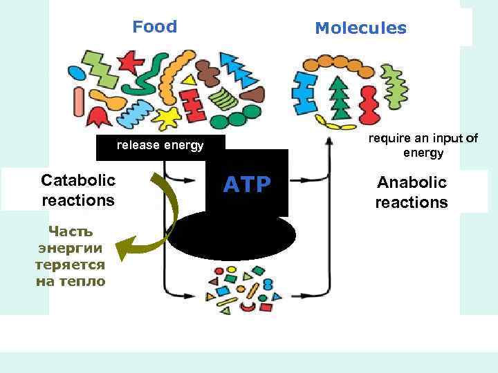 Food Molecules require an input of energy release energy Catabolic reactions Часть энергии теряется