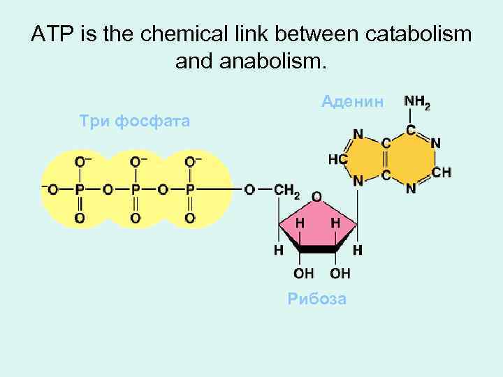 ATP is the chemical link between catabolism and anabolism. Аденин Три фосфата Рибоза 