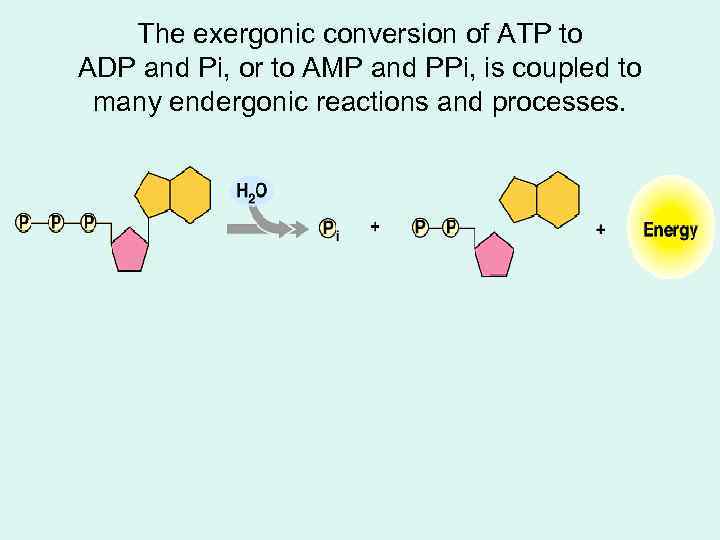 The exergonic conversion of ATP to ADP and Pi, or to AMP and PPi,