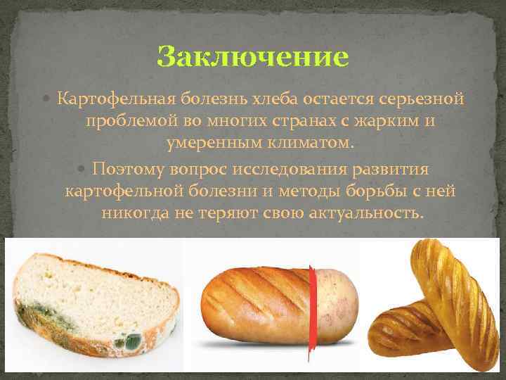 Заключение Картофельная болезнь хлеба остается серьезной проблемой во многих странах с жарким и умеренным