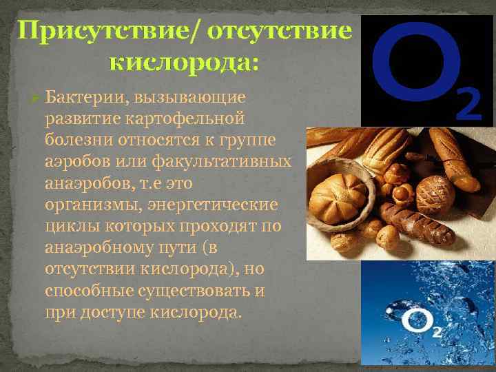 Присутствие/ отсутствие кислорода: Ø Бактерии, вызывающие развитие картофельной болезни относятся к группе аэробов или