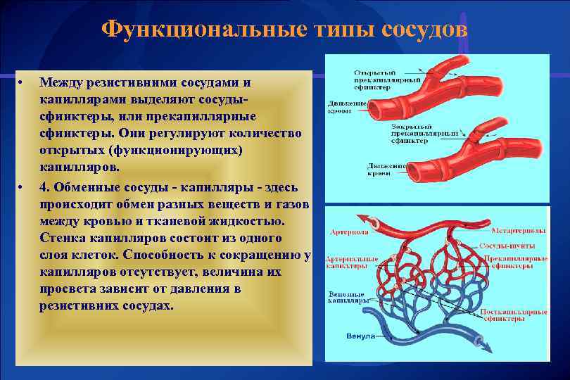 Функциональные типы сосудов • • Между резистивними сосудами и капиллярами выделяют сосудысфинктеры, или прекапиллярные