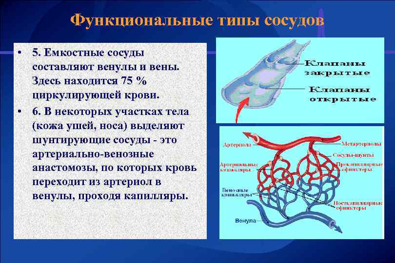 Функциональные типы сосудов • 5. Емкостные сосуды составляют венулы и вены. Здесь находится 75