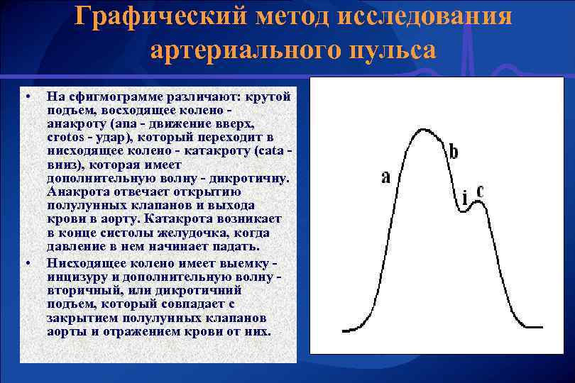 Графический метод исследования артериального пульса • • На сфигмограмме различают: крутой подъем, восходящее колено