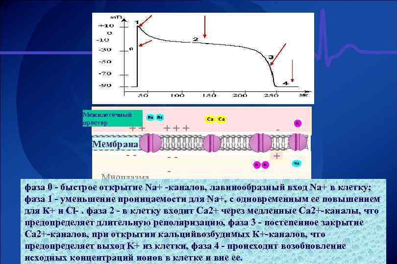 Межклеточный простор ++ +++ - Мембрана -- -- + Миоплазма фаза 0 - быстрое