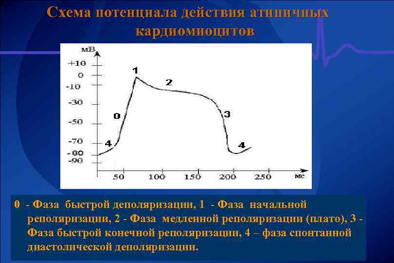 Схема потенциала действия атипичных кардиомиоцитов 0 - Фаза быстрой деполяризации, 1 - Фаза начальной