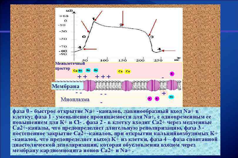 Межклеточный простор ++ +++ - -- + Мембрана -- Миоплазма фаза 0 - быстрое