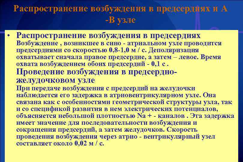 Распространение возбуждения в предсердиях и А -В узле • Распространение возбуждения в предсердиях Возбуждение