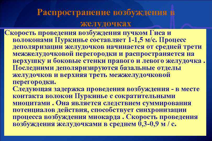 Распространение возбуждения в желудочках Скорость проведения возбуждения пучком Гиса и волоконами Пуркинье составляет 1