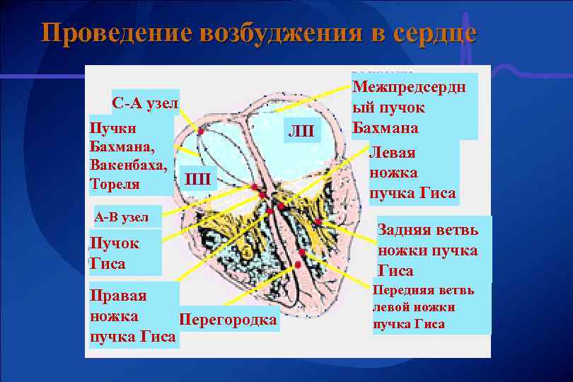 Проведение возбуджения в сердце С-А узел Пучки Бахмана, Вакенбаха, Тореля ЛП ПП А-В узел