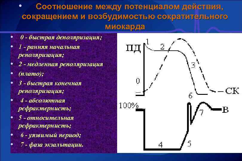  • Соотношение между потенциалом действия, сокращением и возбудимостью сократительного миокарда • 0 -