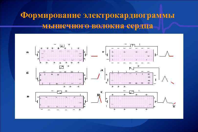 Формирование электрокардиограммы мышечного волокна сердца 